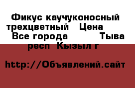 Фикус каучуконосный трехцветный › Цена ­ 500 - Все города  »    . Тыва респ.,Кызыл г.